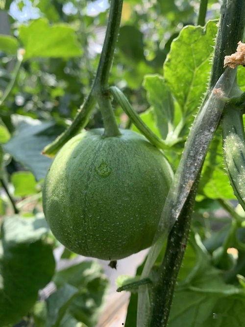 吃瓜娱乐封面怎么做的,吃瓜娱乐封面制作背后的秘密与技巧